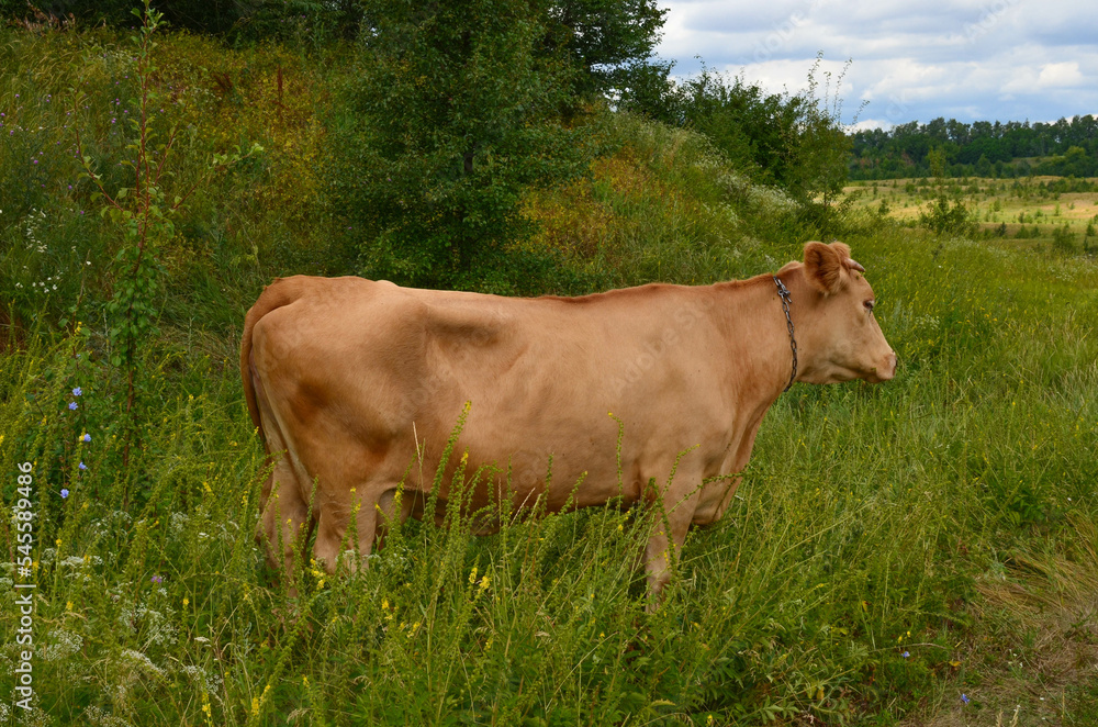 a brown cow grazing in a meadow a brown cow grazing in a meadow