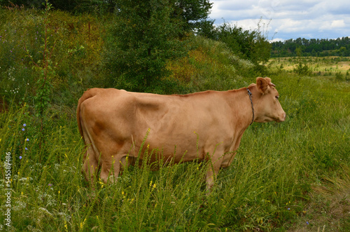 a brown cow grazing in a meadow