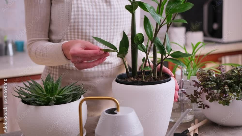 Woman holding Potted Zamioculcas House plant over concrete table Woman holding Potted Zamioculcas House plant over concrete table