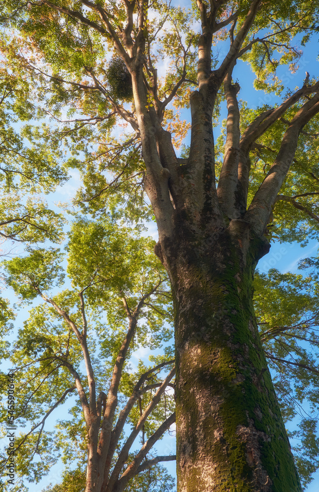 Fototapeta premium The giant tree in the garden. Tokyo. Japan