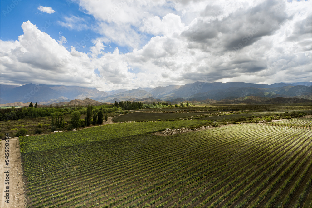 Aerial view of vineyard in summer at the foot of the mountains in Mendoza, Argentina.