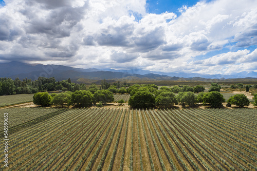 Fototapeta Naklejka Na Ścianę i Meble -  Aerial view of vineyard in summer at the foot of the mountains in Mendoza, Argentina.