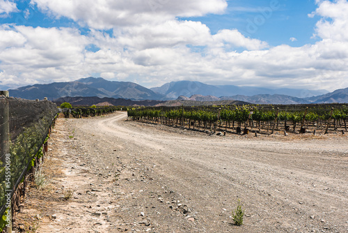 Vineyard in summer at the foot of the mountains in San Juan, Argentina.