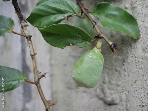 Kakadu plum fruit and plant with selective focus