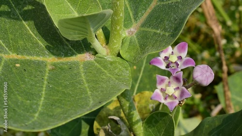 Calotropis procera, Giant calotrope, Milkweeds, plant in india, medicinal plants photo