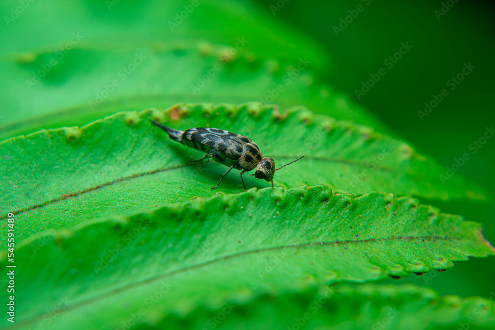 Glipa, Glipa malaccana, Tumbling Flower Beetles Glipa, Glipa malaccana, Tumbling Flower Beetles