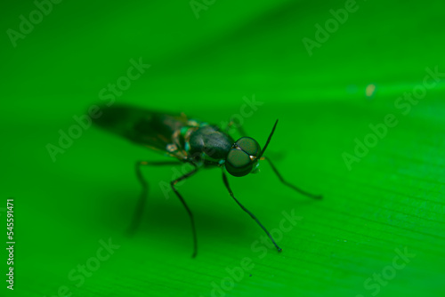 Black Soldier Fly, Hermetia illucens, are not much to look at, but they are making major waves in the aquaculture industry. © FawwazMedia