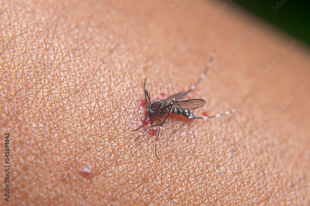 aedes aegypti mosquito after being hit on the hand for sucking human blood aedes aegypti mosquito after being hit on the hand for sucking human blood