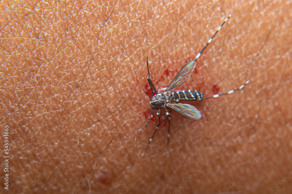 aedes aegypti mosquito after being hit on the hand for sucking human blood aedes aegypti mosquito after being hit on the hand for sucking human blood
