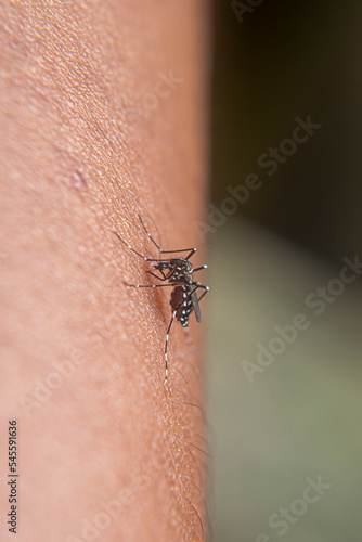 Aedes aegypti mosquito is sucking blood on the human body © FawwazMedia