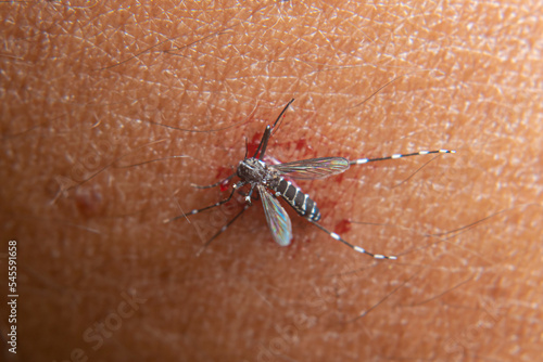 aedes aegypti mosquito after being hit on the hand for sucking human blood © FawwazMedia