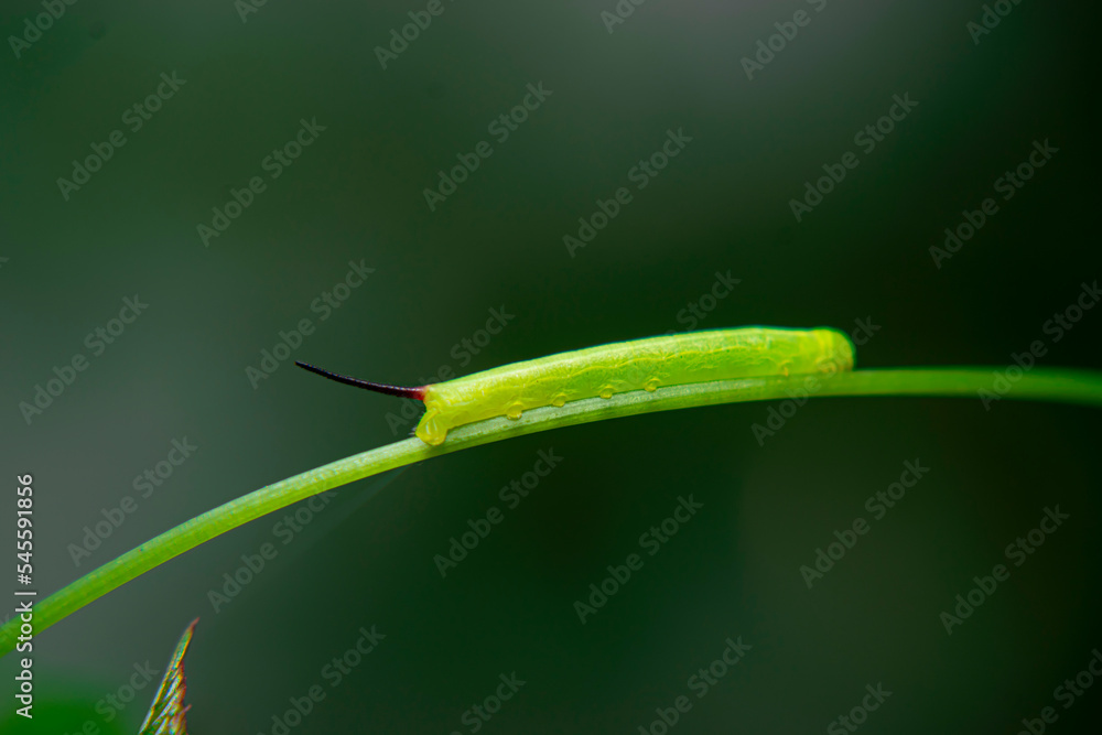 Black tail caterpillar above the vines Black tail caterpillar above the vines