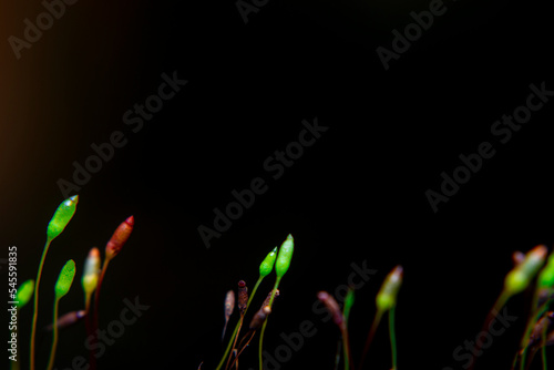 Moss flowers, Ceratodon purpureus, green moss, Moss patch growing on the wall of a public bathroom photo