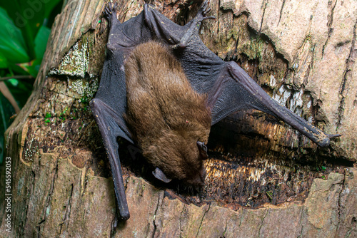Pipistrellus pipistrellus, fruit bat, codot, Eptesicus nilssonii, evening bat sleeping in the hollow of a coconut tree trunk