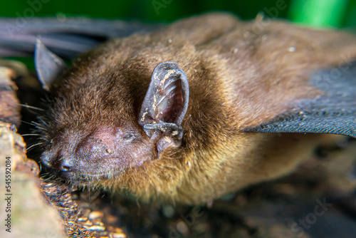 Pipistrellus pipistrellus, fruit bat, codot, Eptesicus nilssonii, evening bat sleeping in the hollow of a coconut tree trunk photo