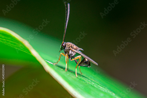ucharitidae , parasitic wasps, Oraseminae, Eucharitinae, and Gollumiellinae, photo