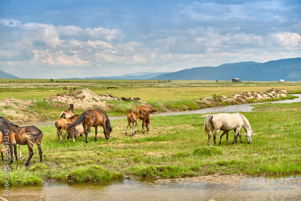 Horses graze in the Buryat steppe in the Barguzinsky district of the Republic of Buryatia near Lake Baikal.