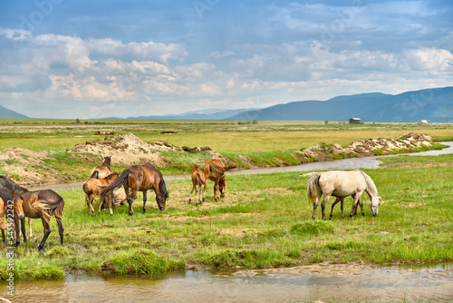 Horses graze in the Buryat steppe in the Barguzinsky district of the Republic of Buryatia near Lake Baikal. © rdv27