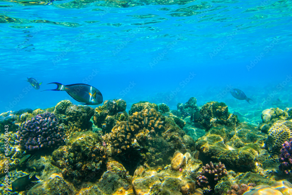 Fototapeta premium Sohal surgeonfish (Acanthurus sohal) or sohal tang, is a Red Sea endemic. Sohal surgeonfish on coral reef in the Red sea in Ras Mohammed national park. Sinai peninsula in Egypt