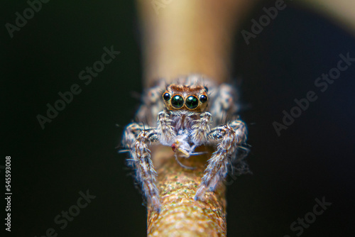 small jamping spider, Arachnid Infestation on leaf stalks photo