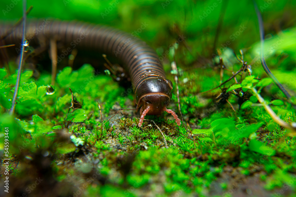 milipede, centipede, kaki seribu, uling, luing, luwing, keluwing,Diplopoda,Spirostreptus, Myriapoda, milpiés , Eumillipes persephone walks looking for rotten leaves or young leaves on the ground milipede, centipede, kaki seribu, uling, luing, luwing, keluwing,Diplopoda,Spirostreptus, Myriapoda, milpiés , Eumillipes persephone walks looking for rotten leaves or young leaves on the ground