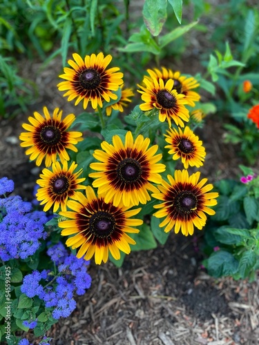 Sunflowers in the Garden