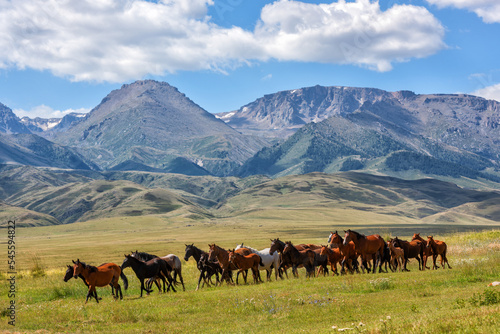 A herd of horses in the picturesque foothills on a summer day