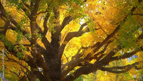 Autumn ginkgo trees in a city park in Japan, seasonal landscape in the city