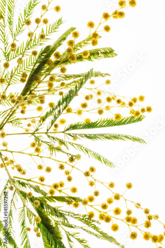 mimosa branch on the white background