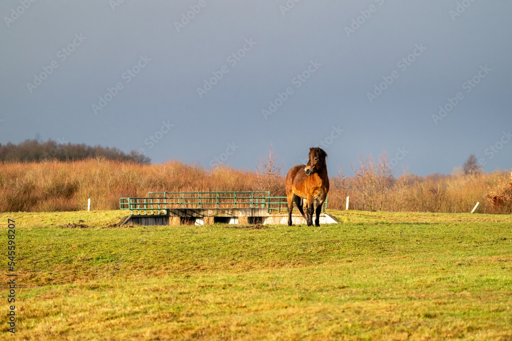 A brown wild Exmoor pony stands against a blue sky. Seen from the front. Stares dreamily into the distance. In the Fochteloo nature reserve, the Netherlands. Selective focus, blue, sun, soft light