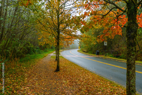 Fototapeta Naklejka Na Ścianę i Meble -  Fall colors in light rain mist on a BC road.