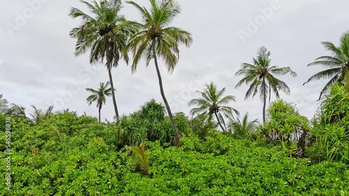Wallpaper Mural Tall Palm Trees At Tranquil Beach Torontodigital.ca