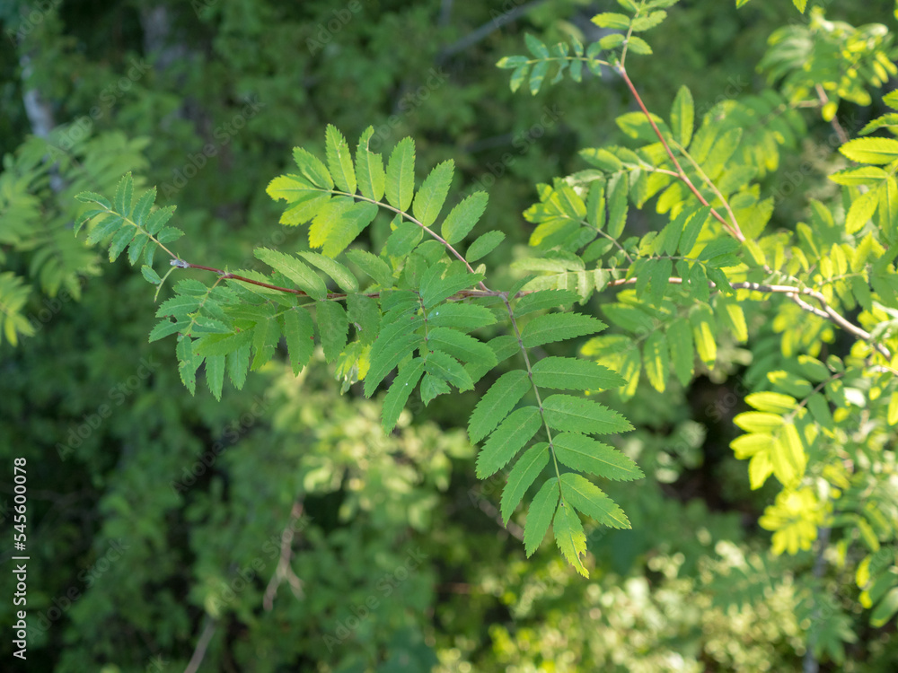 rowan branch with green leaves rowan branch with green leaves
