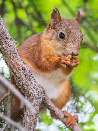 The squirrel with nut sits on a branches in the spring or summer. © Dmitrii Potashkin