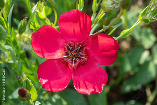 red flower