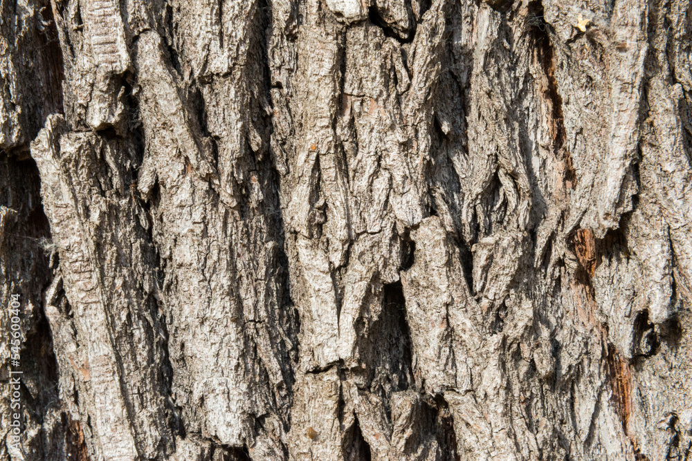 Obraz premium bark of a tree