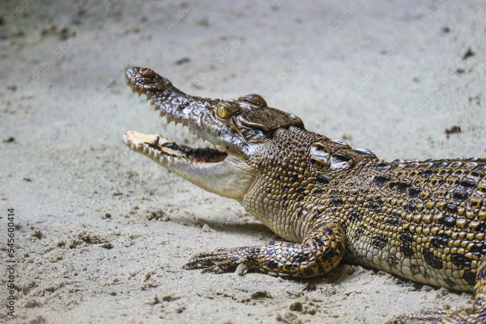 Naklejka premium This is a photo of an estuarine crocodile with the Latin name Crocordilus porosus in the zoo.