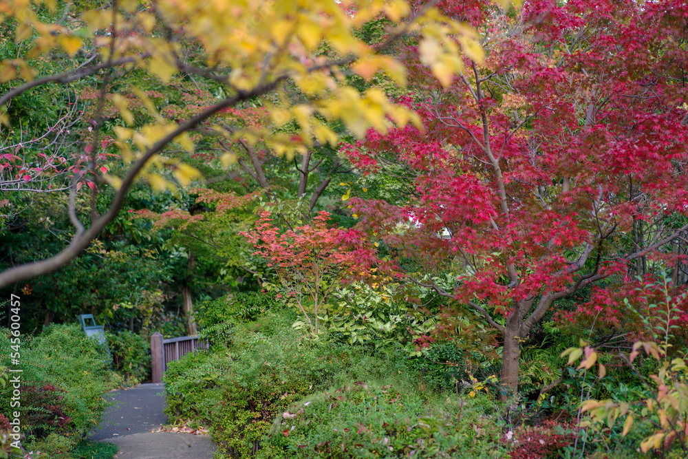 Naklejka premium カラフルな散策道