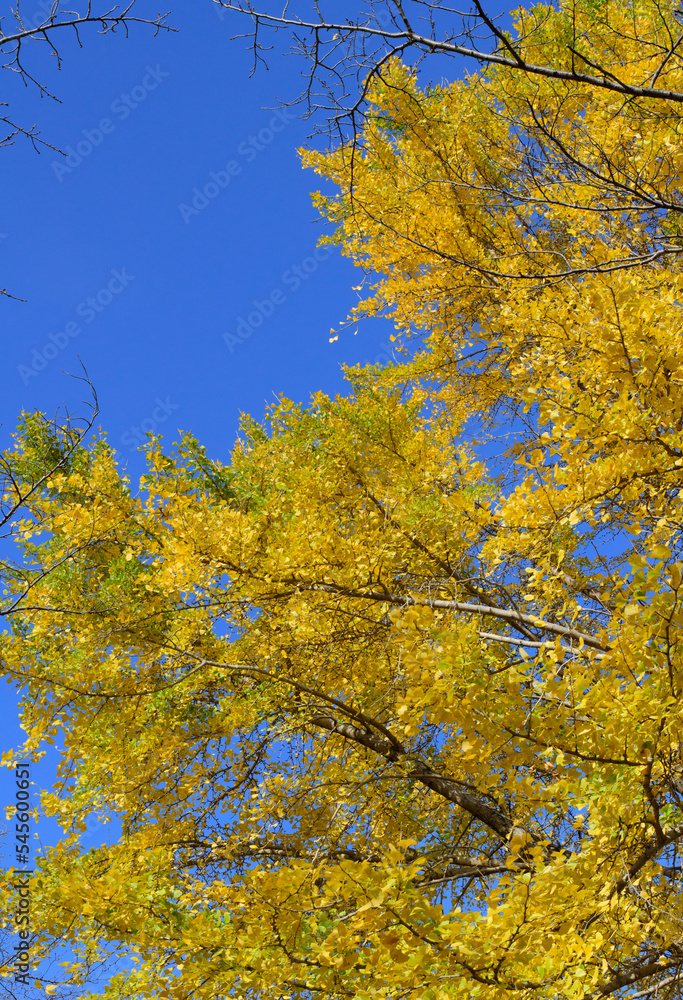 Autumn leaves in full bloom, beautiful gradation of maple, landscape background of blue sky and autumn leaves, maple picking, autumn and winter Autumn leaves in full bloom, beautiful gradation of maple, landscape background of blue sky and autumn leaves, maple picking, autumn and winter