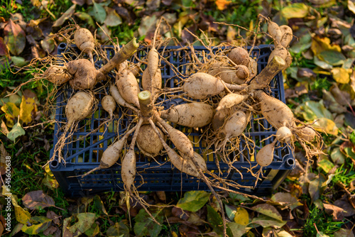 Lifted and washed dahlia tubers drying in afternoon autumn sun before storage for winter. Autumn gardening jobs. Overwintering dahlia tubers. photo