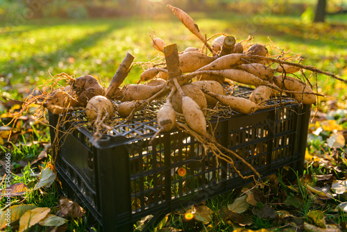 Lifted and washed dahlia tubers drying in afternoon autumn sun before storage for winter. Autumn gardening jobs. Overwintering dahlia tubers. photo