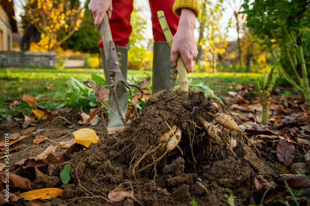 Woman digging up dahlia plant tubers using pitchfork, preparing them for winter storage. Autumn gardening jobs. Overwintering dahlia tubers. Lifting dahlia tubers. Woman digging up dahlia plant tubers using pitchfork, preparing them for winter storage. Autumn gardening jobs. Overwintering dahlia tubers. Lifting dahlia tubers.