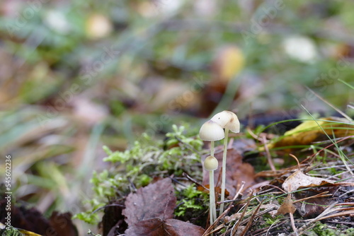 three small white mushrooms in a clearing in the forest