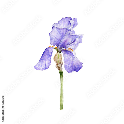 watercolor drawing flower of iris, Limniris isolated at white background , hand drawn botanical illustration