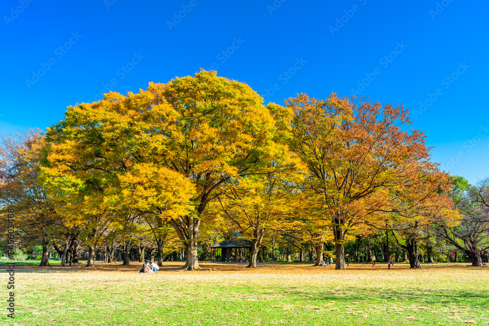 Naklejka premium 東京 秋の代々木公園