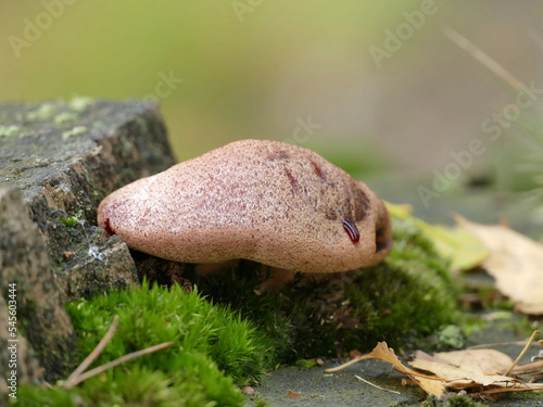 liver fungus, also called ox tongue on dead wood at the edge of the forest