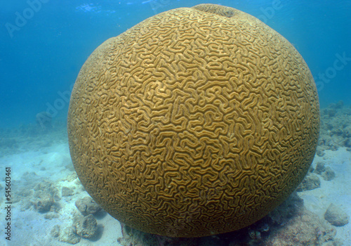 a beautiful brain coral in the caribbean sea photo