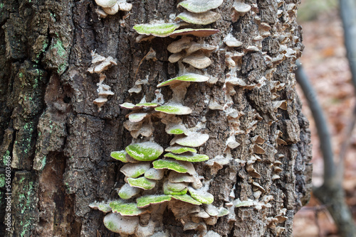 colony of fungi on tree trunk closeup selective focus