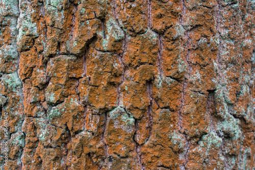 Trentepohlia umbrina on oak tree closeup selective focus photo