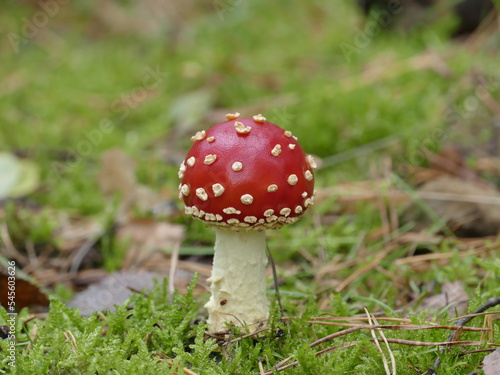 beautiful young fly agaric on the wayside in the forest